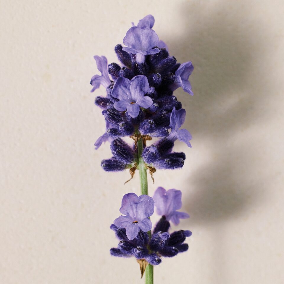 Chloé ATELIER DES FLEURS LAVANDA 香水 Chloé Atelier Des Fleurs Lavanda Eau De Parfum | Chloé US